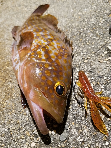 アコウの釣果