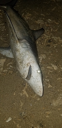 サメの釣果
