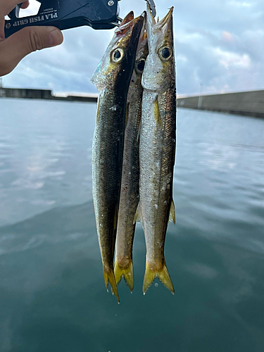 カマスの釣果