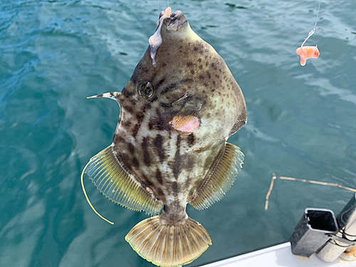 カワハギの釣果