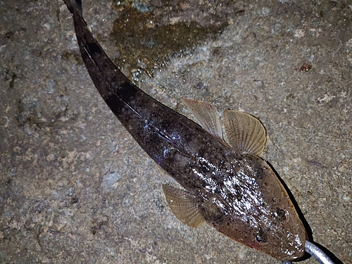 コチの釣果