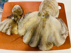 タコの釣果
