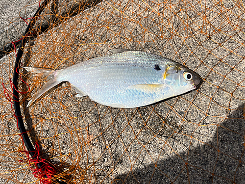 リュウキュウドロクイの釣果