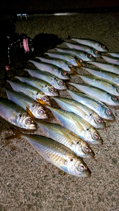 アジの釣果