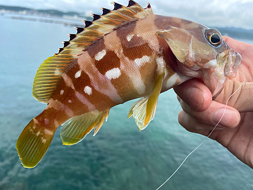 アカハタの釣果