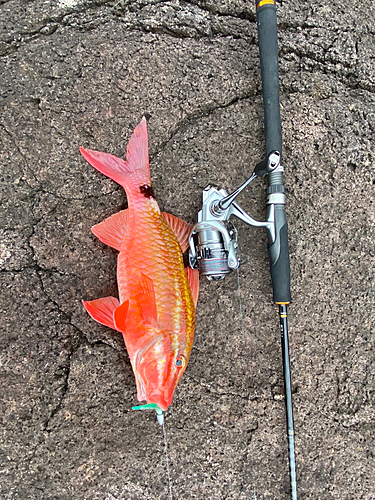 ウミヒゴイの釣果