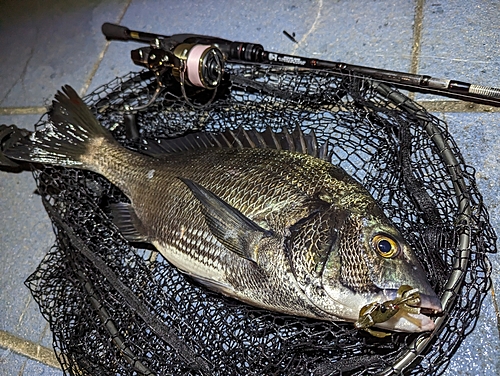 クロダイの釣果