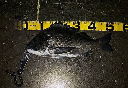 クロダイの釣果