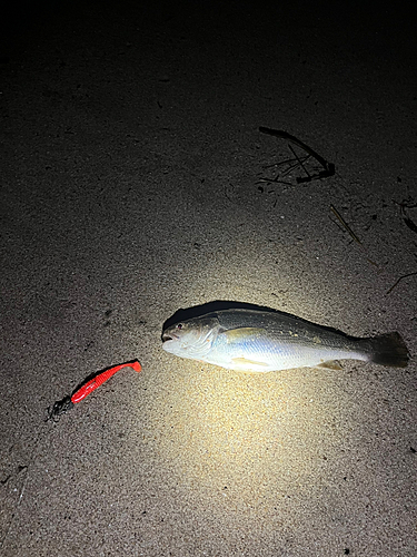 イシモチの釣果