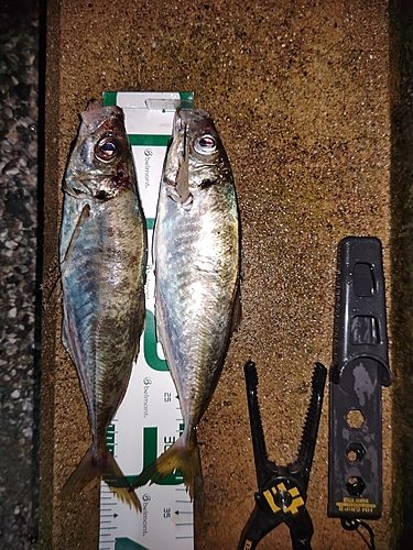 アジの釣果