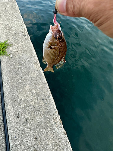 チャリコの釣果