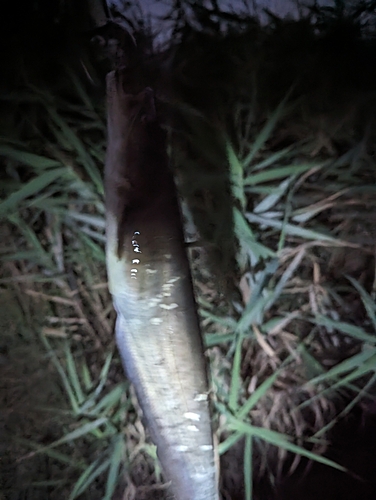 ナマズの釣果