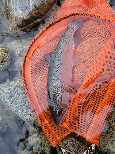 ニジマスの釣果