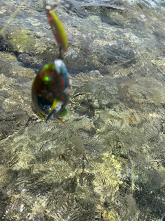 ベラの釣果