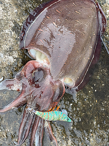 モンゴウイカの釣果