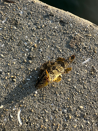 タケノコメバルの釣果