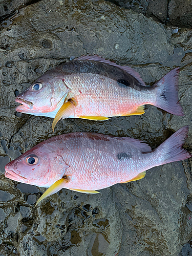 クロホシフエダイの釣果