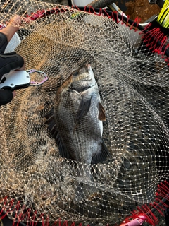 チヌの釣果