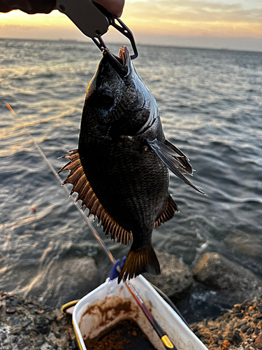 チヌの釣果