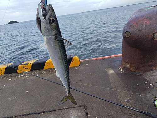 サバの釣果