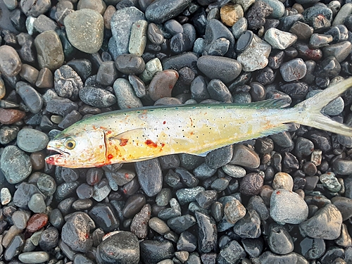 シイラの釣果