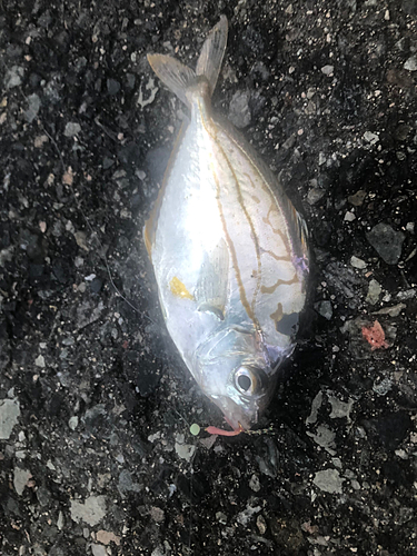 エノハの釣果