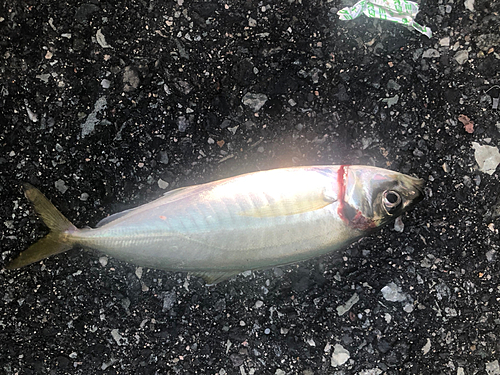 アオアジの釣果