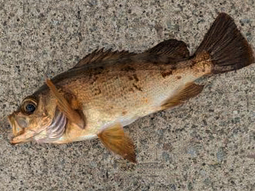 メバルの釣果