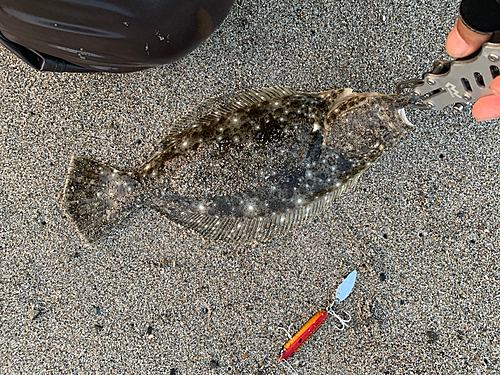 ソゲの釣果