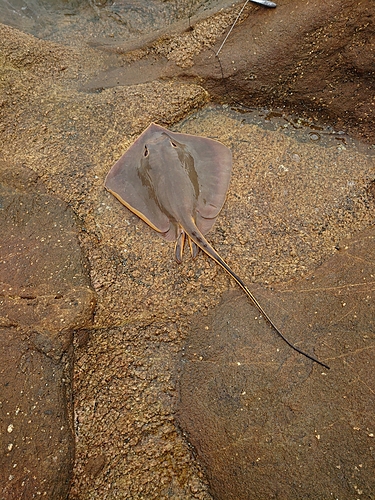 アカエイの釣果