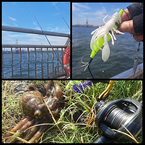 マダコの釣果