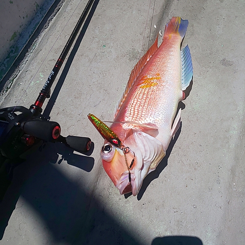 アマダイの釣果