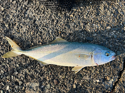 ワカシの釣果