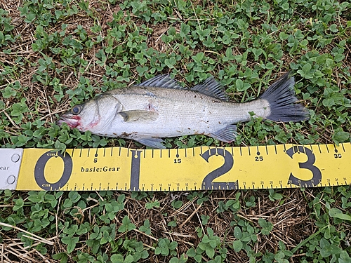 スズキの釣果