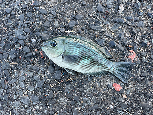 メジナの釣果