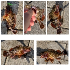 ガシラの釣果