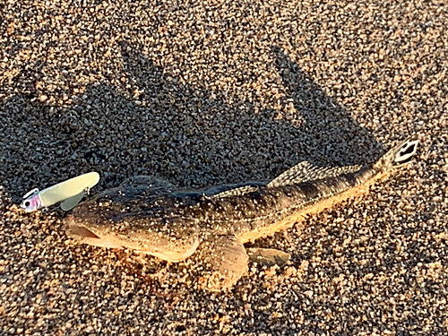 マゴチの釣果