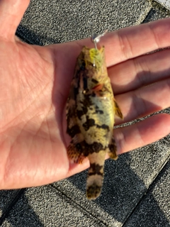 タケノコメバルの釣果