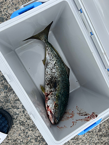 イナダの釣果