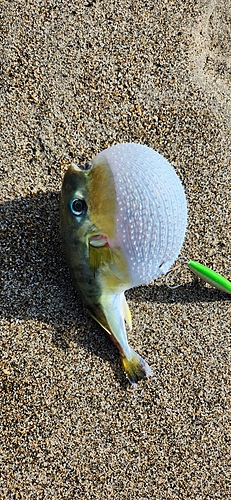 シロサバフグの釣果