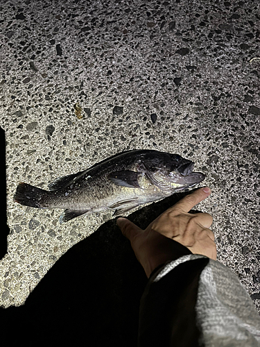 クロソイの釣果