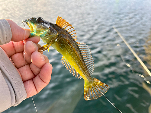 アナハゼの釣果