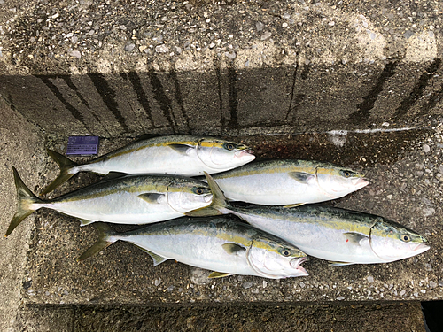 ヤズの釣果