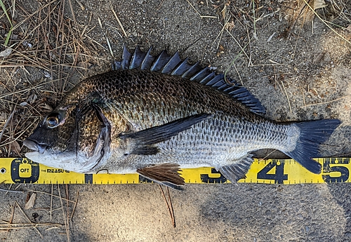 チヌの釣果