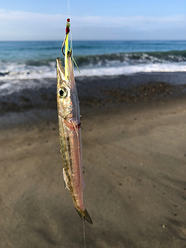 カマスの釣果