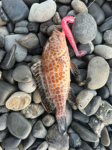 オオモンハタの釣果