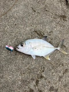 オニヒラアジの釣果