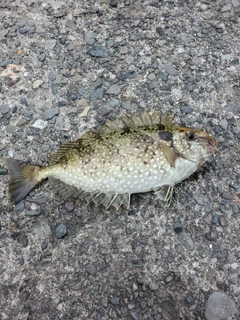 アイゴの釣果