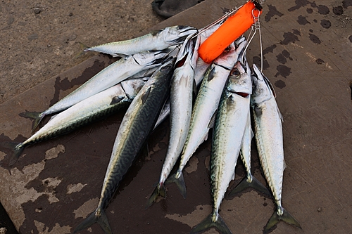 サバの釣果