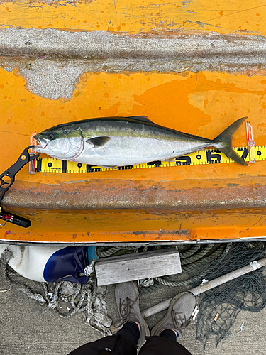 ワラサの釣果